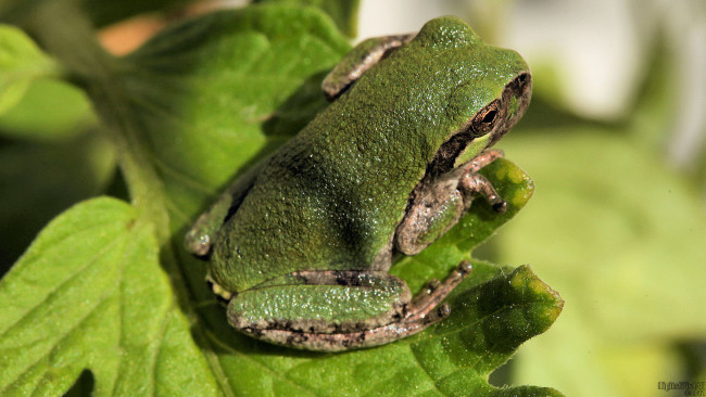 Обои картинки фото животные, лягушки, ветка, лягушка