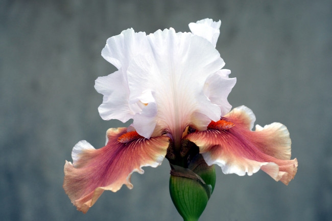 Обои картинки фото цветы, ирисы, лепестки