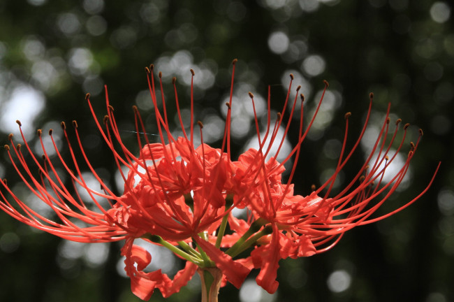 Обои картинки фото цветы, лилии, лилейники, цветок