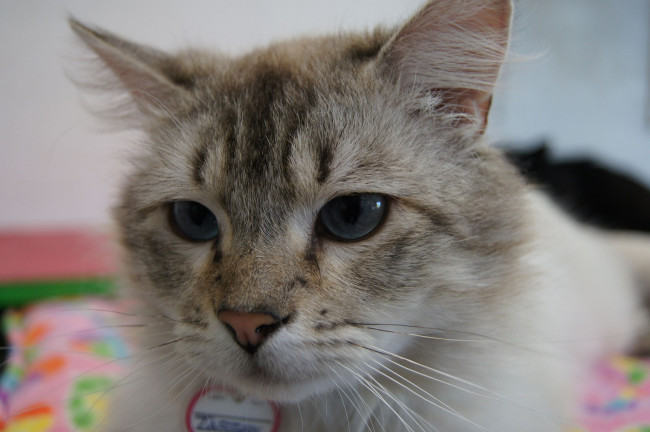 Обои картинки фото животные, коты, cat