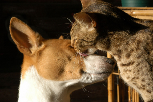 Обои картинки фото животные, разные, вместе, кот, собака