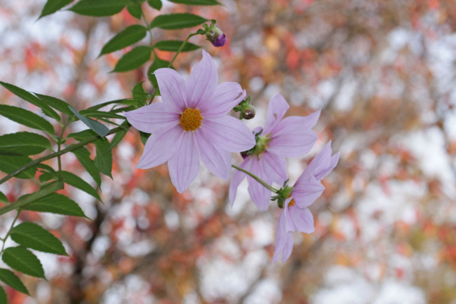 Обои картинки фото цветы, георгины, лепестки