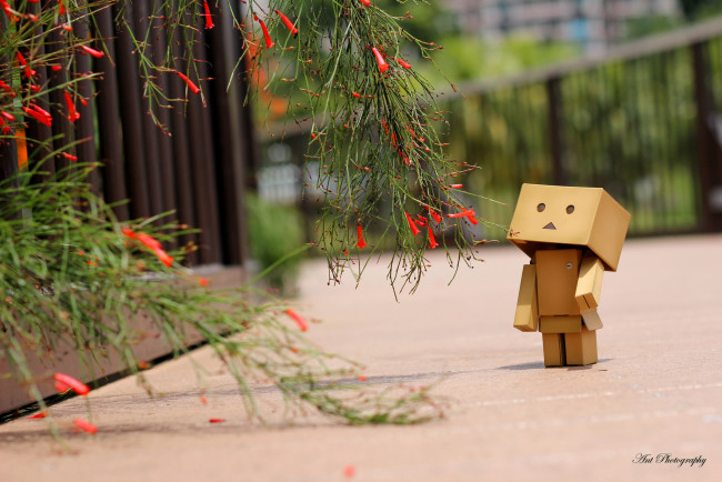 Обои картинки фото разное, данбо, danboard, цветы, коробочка, игрушка, милый