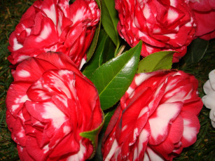 Картинка цветы камелии камелия