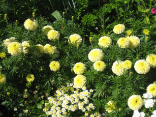 Картинка цветы разные вместе бархатцы чернобривцы