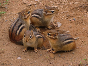 Картинка животные бурундуки семейка