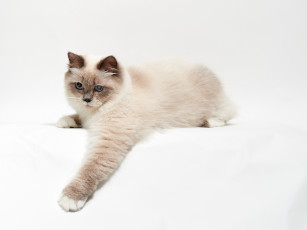 Картинка животные коты лапка кисюля