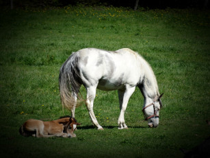 Картинка животные лошади лошадь