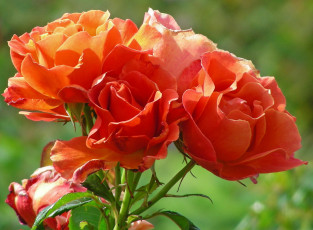 Картинка цветы розы