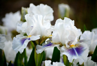 Картинка цветы ирисы белый