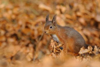 Картинка животные белки рыжая листья
