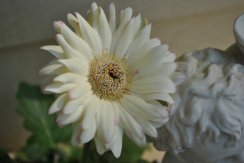 Картинка цветы герберы лепестки