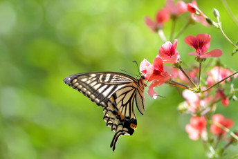 Картинка животные бабочки цветы крылья