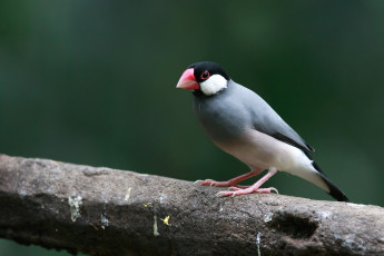 Картинка Яванский воробей животные воробьи птичка