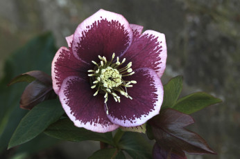 Картинка цветы геллеборус морозник окантовка лиловый