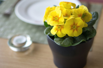Картинка цветы примулы желтый вазон