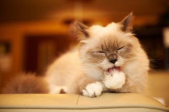 Картинка животные коты мойдодыр