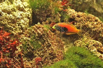 Картинка животные рыбы морское дно губан