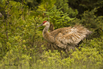Картинка животные журавли лес канадский журавль