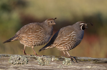 Картинка животные куропатки рябчики перепела перепелочки
