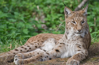 Картинка животные рыси рысь кошка лежит