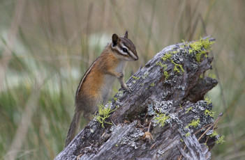 Картинка животные бурундуки зверек