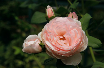 Картинка цветы розы бутоны макро