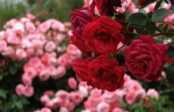 Картинка цветы розы красный