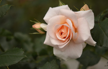 Картинка цветы розы кремовый