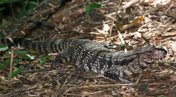 Картинка argentine giant tegu животные Ящерицы игуаны вараны трава сучья листья варанчик