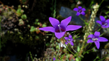 Картинка цветы колокольчики лепестки