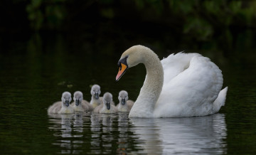 Картинка животные лебеди семья шипун