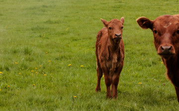 Картинка животные коровы буйволы теленок