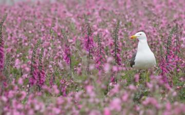 Картинка животные Чайки бакланы крачки клуша птица цветы