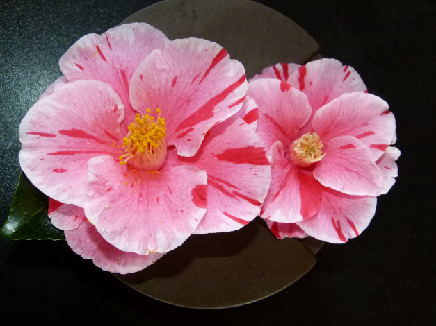 Обои картинки фото цветы, камелии, камелия