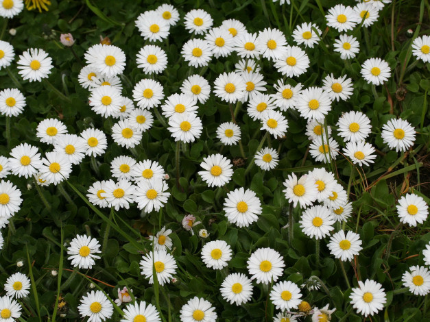 Обои картинки фото цветы, маргаритки