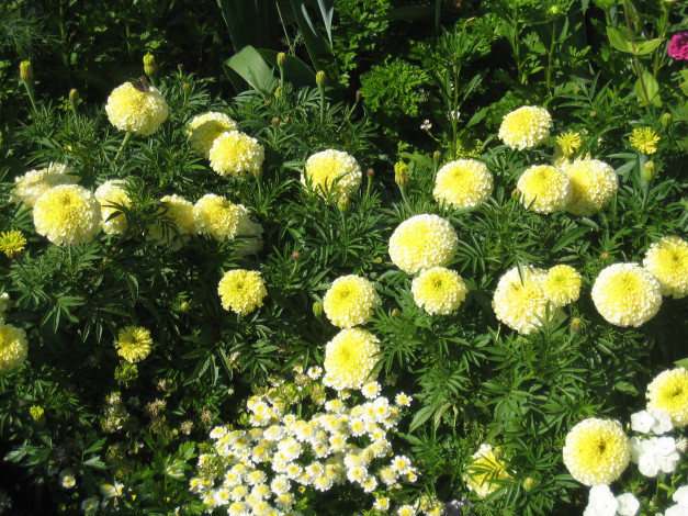 Обои картинки фото цветы, разные, вместе, бархатцы, чернобривцы