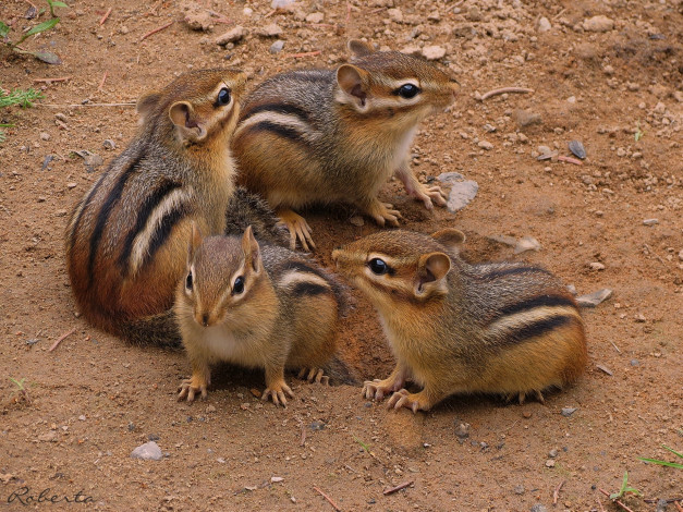 Обои картинки фото животные, бурундуки, семейка