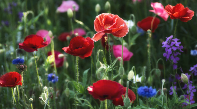 Обои картинки фото цветы, луговые, полевые, маки, васильки, матиола, луг