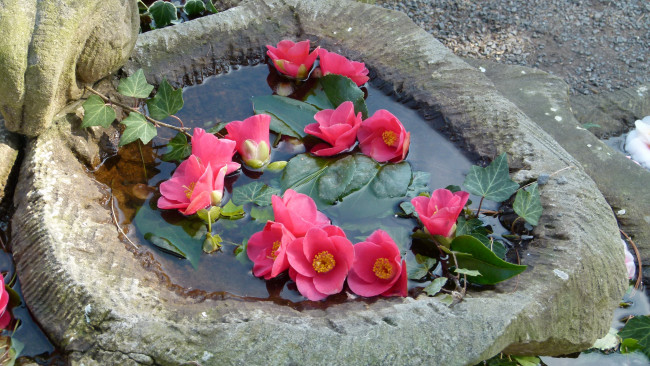 Обои картинки фото цветы, камелии, камелия