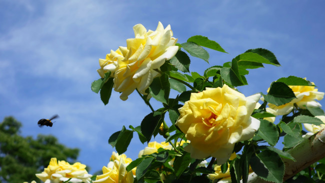 Обои картинки фото цветы, розы, желтый