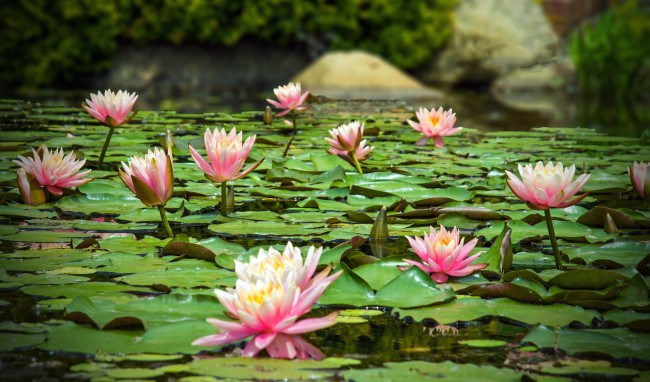 Обои картинки фото цветы, лилии, водяные, нимфеи, кувшинки, вода, листья, много