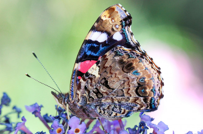 Обои картинки фото животные, бабочки, пестрый, крылья