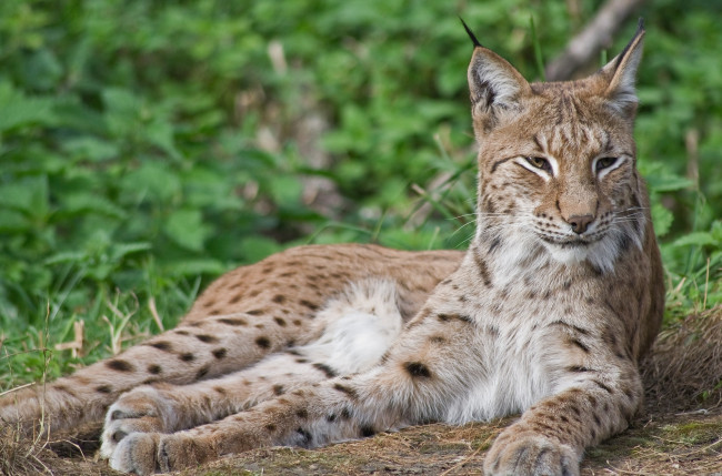 Обои картинки фото животные, рыси, рысь, кошка, лежит