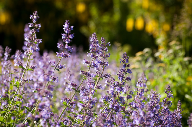 Обои картинки фото цветы, лаванда, макро