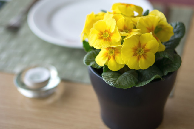 Обои картинки фото цветы, примулы, желтый, вазон