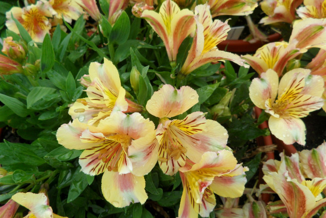 Обои картинки фото цветы, альстромерия