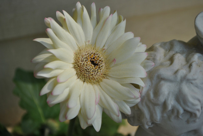 Обои картинки фото цветы, герберы, лепестки