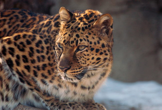 Обои картинки фото животные, леопарды, лежит, кошка