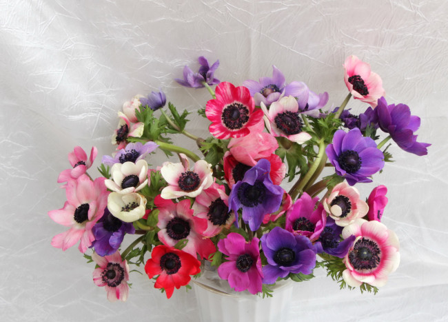 Обои картинки фото цветы, анемоны, адонисы